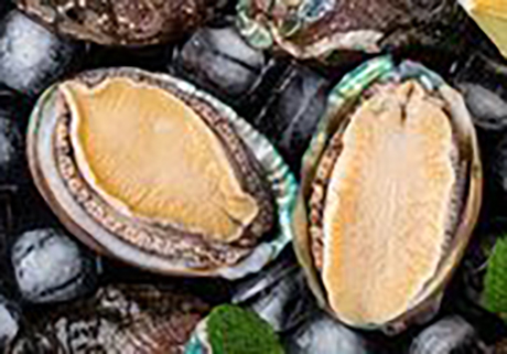 廣東惠來鮑魚產(chǎn)業(yè)成鄉(xiāng)村振興“金字招牌”