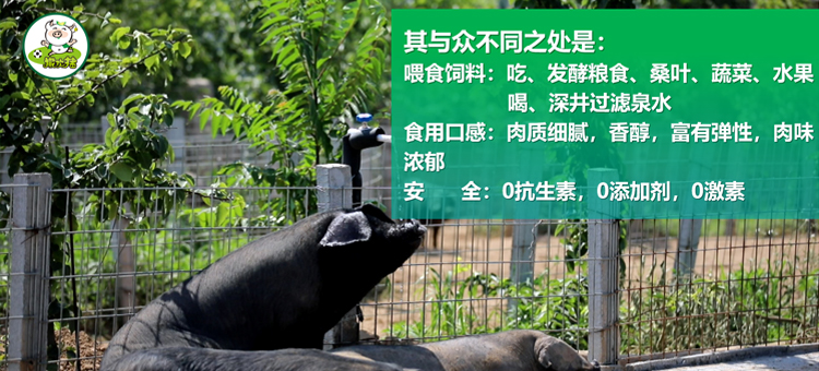 撒歡豬包子鋪連鎖 撒歡豬包子鋪連鎖