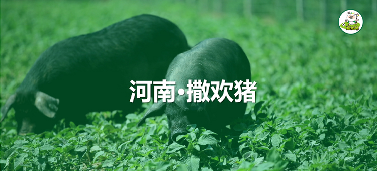 撒歡豬包子鋪連鎖 撒歡豬包子鋪連鎖